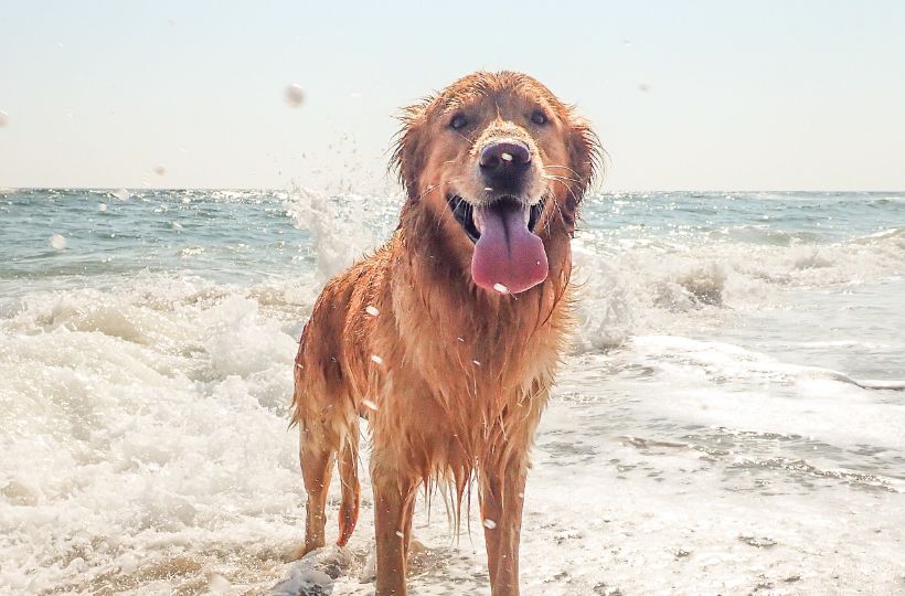 dog enjoying a swim in the sea off Cornwall